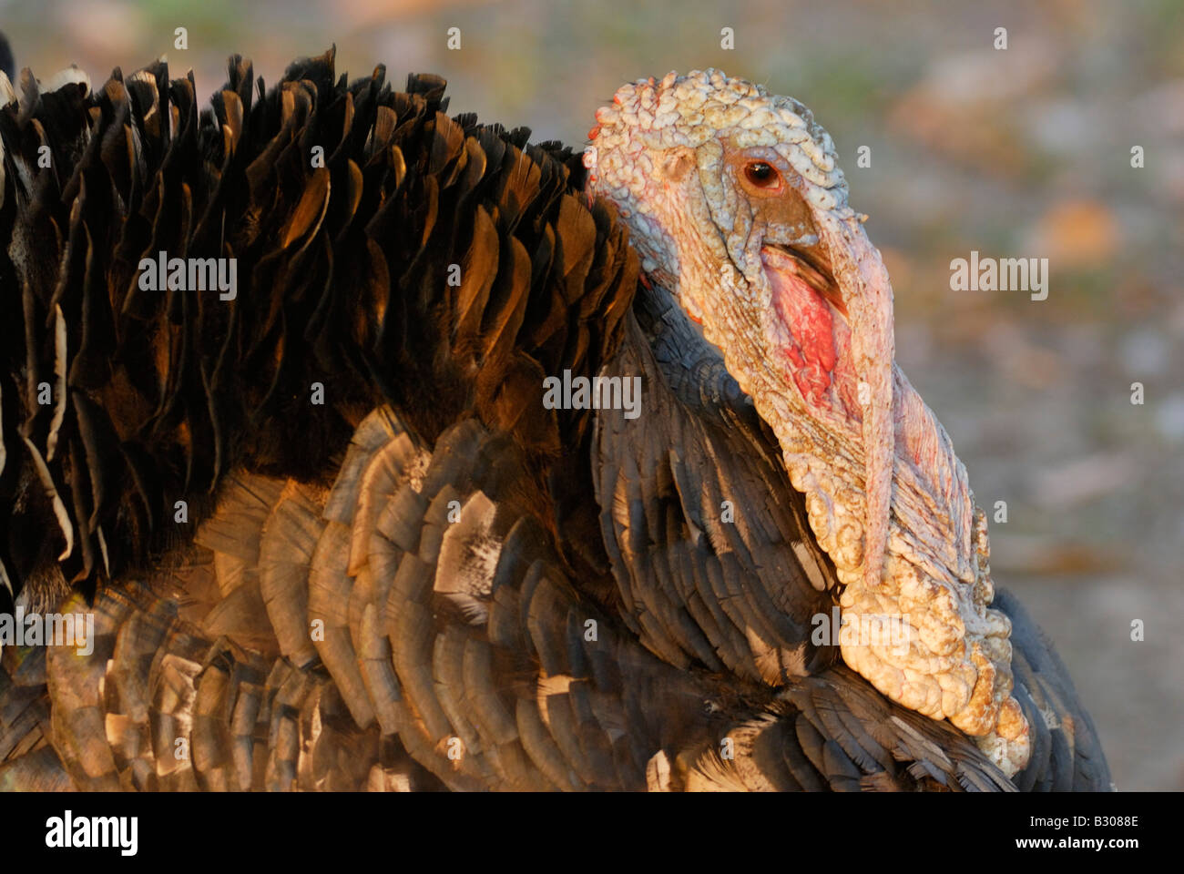 Amerika turkey, Meleagris gallopavo, Venezuela, South America Stock Photo