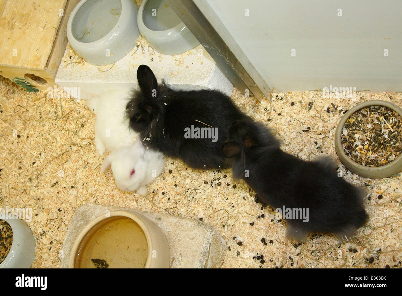 Domestic Rabbits in pet shop Stock Photo Alamy