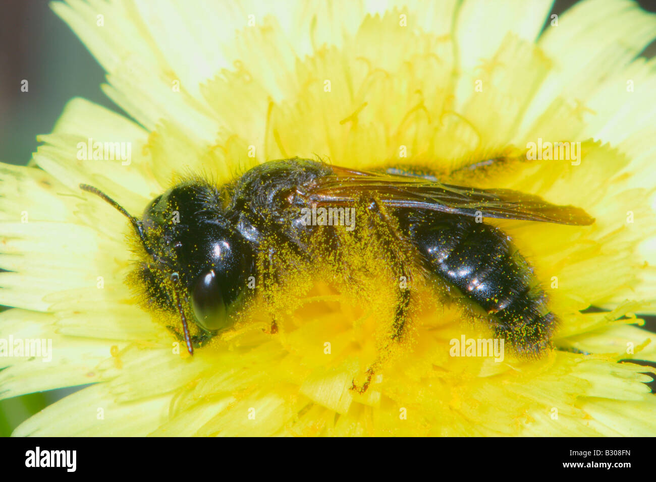 Andrenidae Bee, Panurgus sp. Collecting nectar on yellow flower Stock Photo