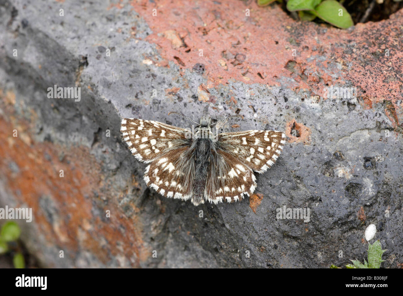 Grizzled Skipper Butterfly Stock Photo