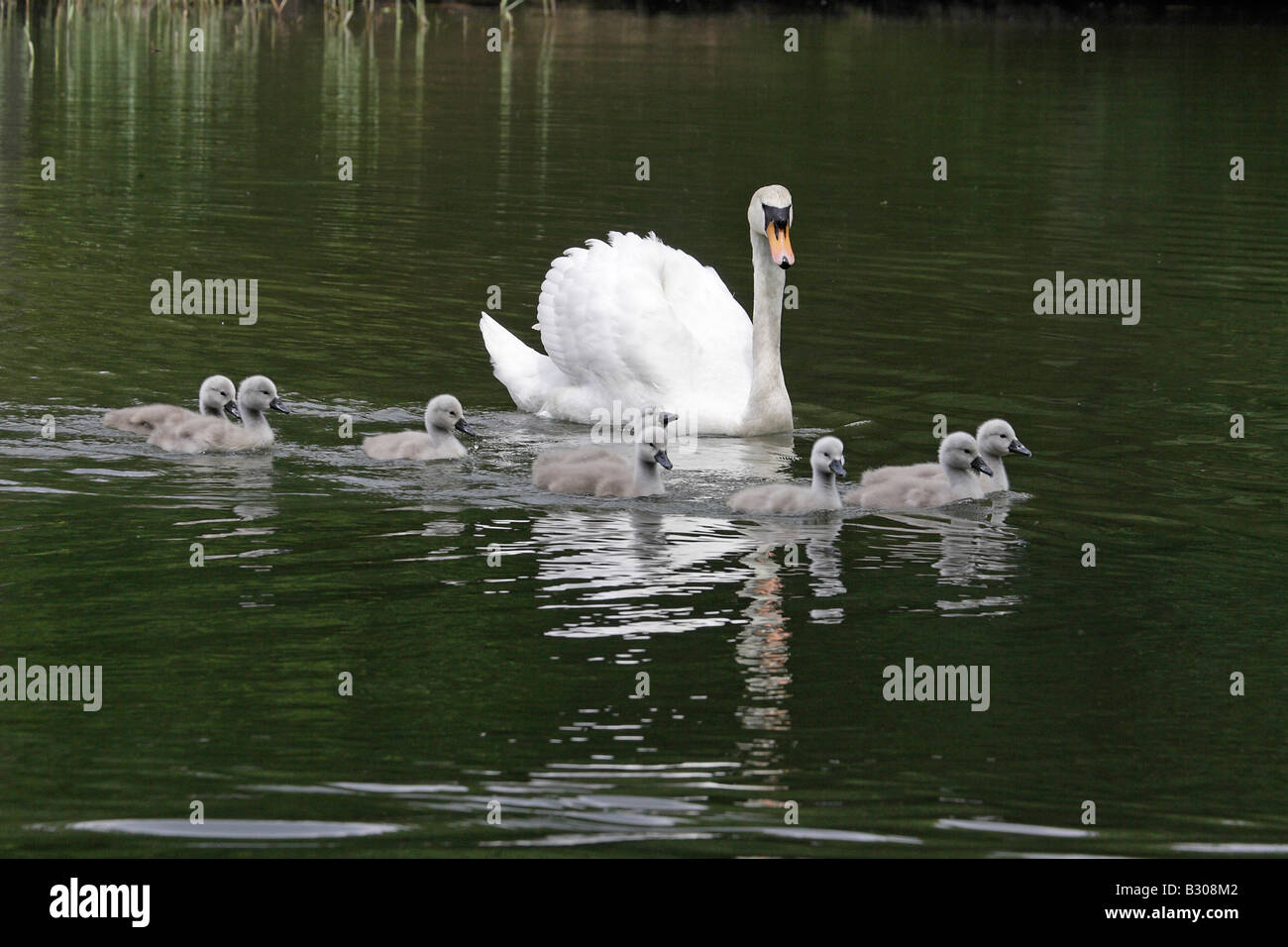 Mute Swan swimming with Cygnets Stock Photo