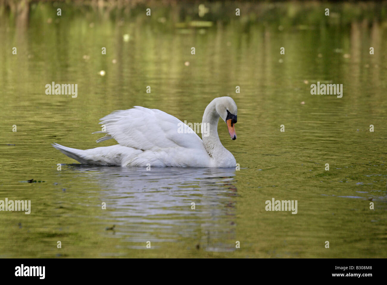 Mute Swan swimming Stock Photo