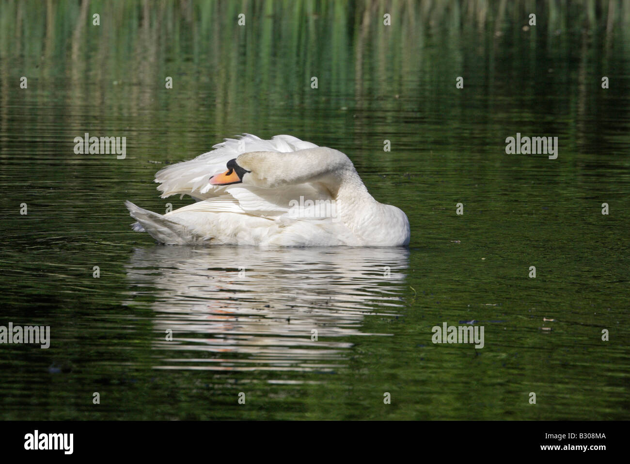Mute Swan preening Stock Photo