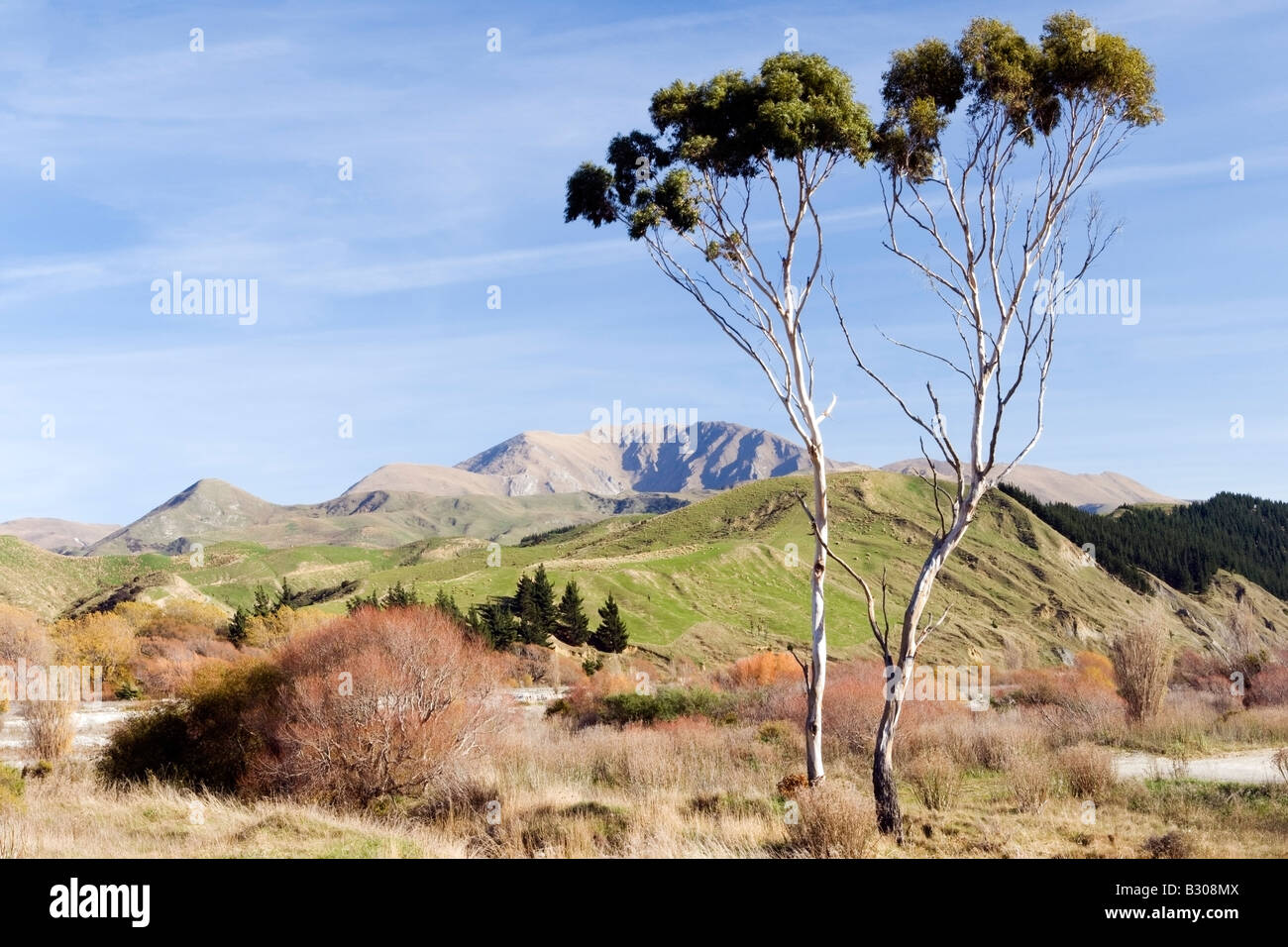 Majestic Eucalypts in Colourful New Zealand landscape Stock Photo
