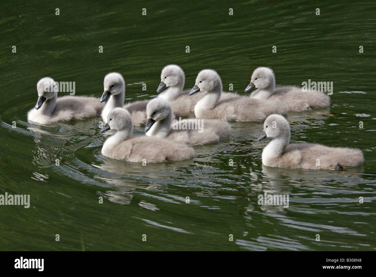 Mute Swan Cygnets Stock Photo