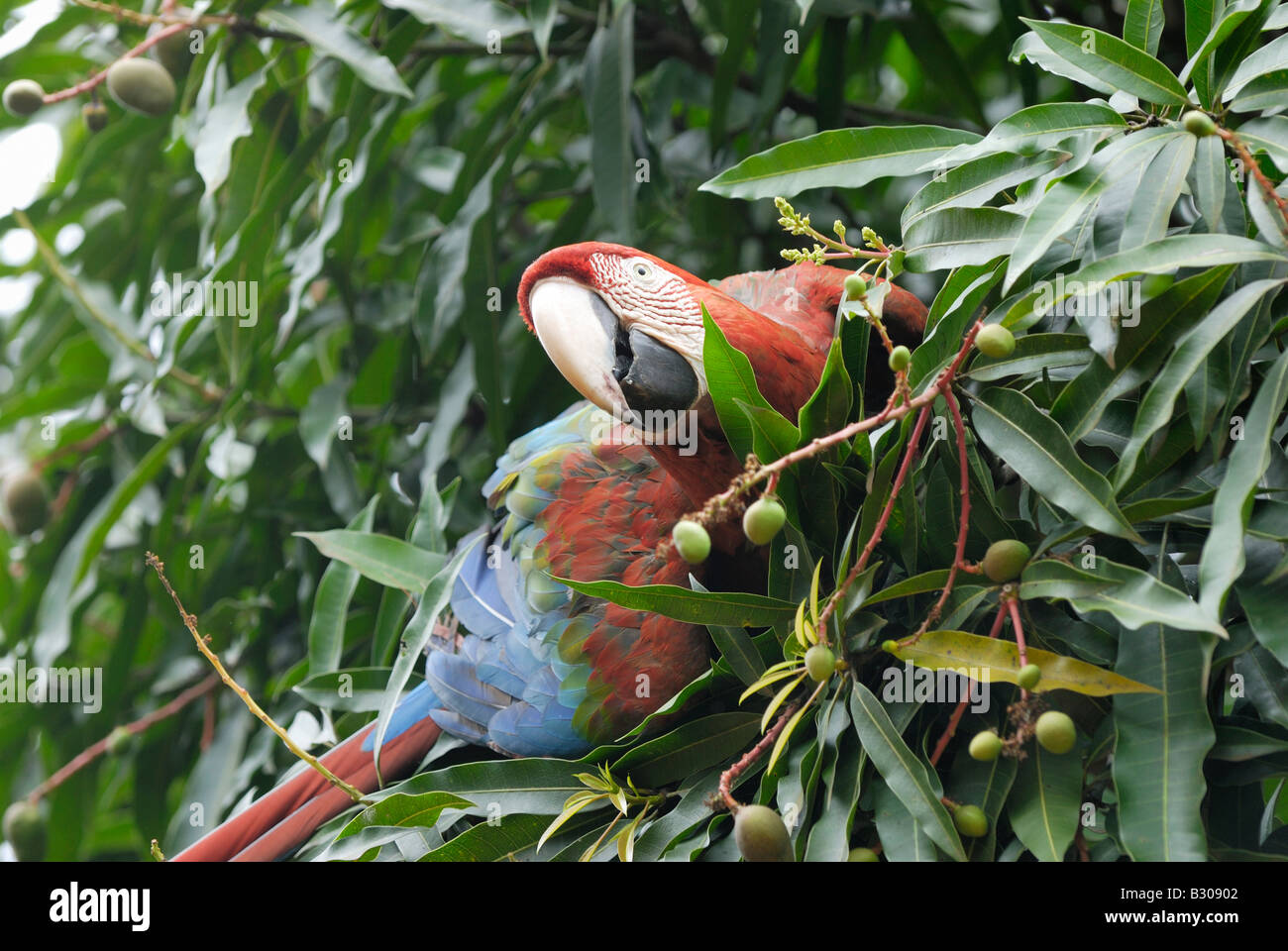 red blue and green macaw, Ara chloroptera Psittacidae, CANAIMA, Venezuela, South America Stock Photo