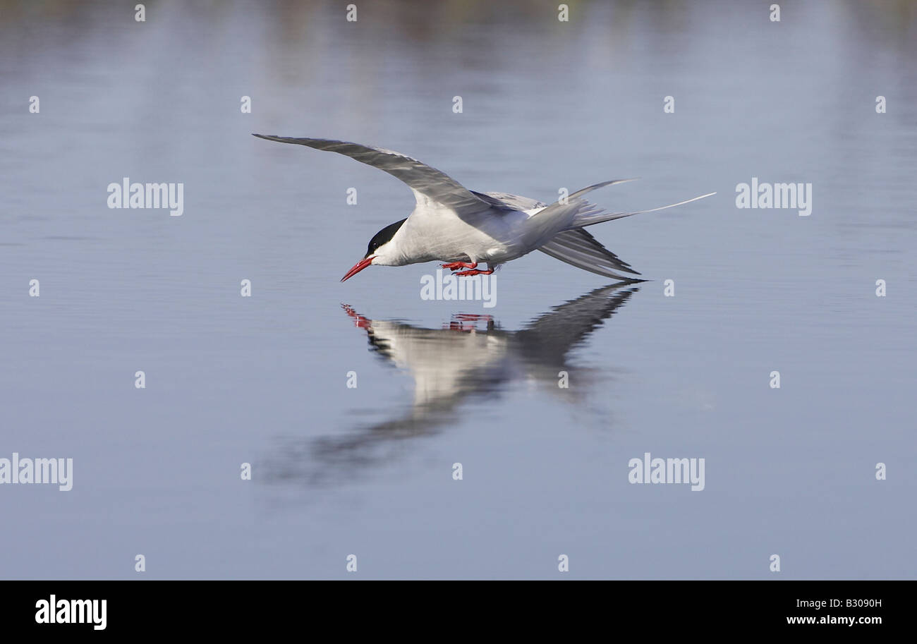 Arctic Tern (Sterna paradisea), adult in flight fishing for prey over water Stock Photo