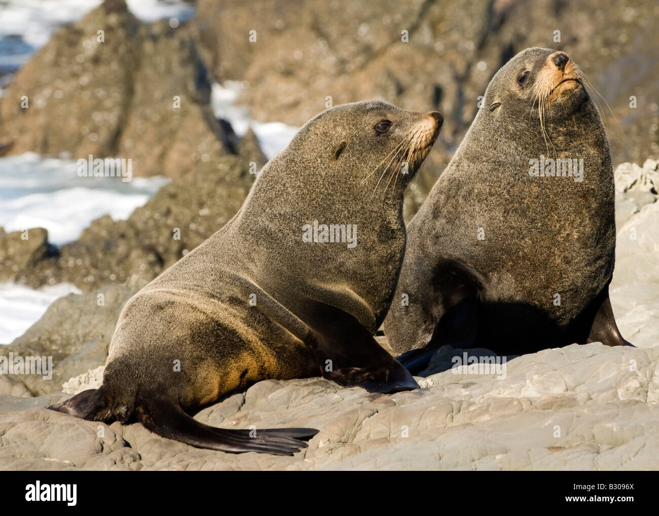 Fur seal pups resting, and watchful Stock Photo