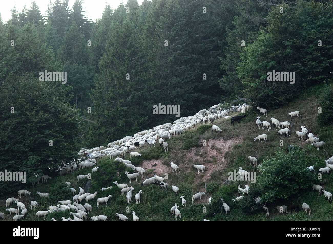 Sheeps on a mountain in the black-forest region Stock Photo
