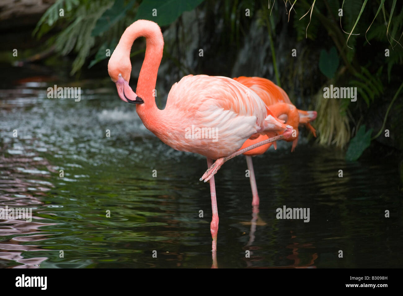 pink flamingoes, Victoria Butterfly Gardens, Brentwood Bay, British Columbia, Canada Stock Photo