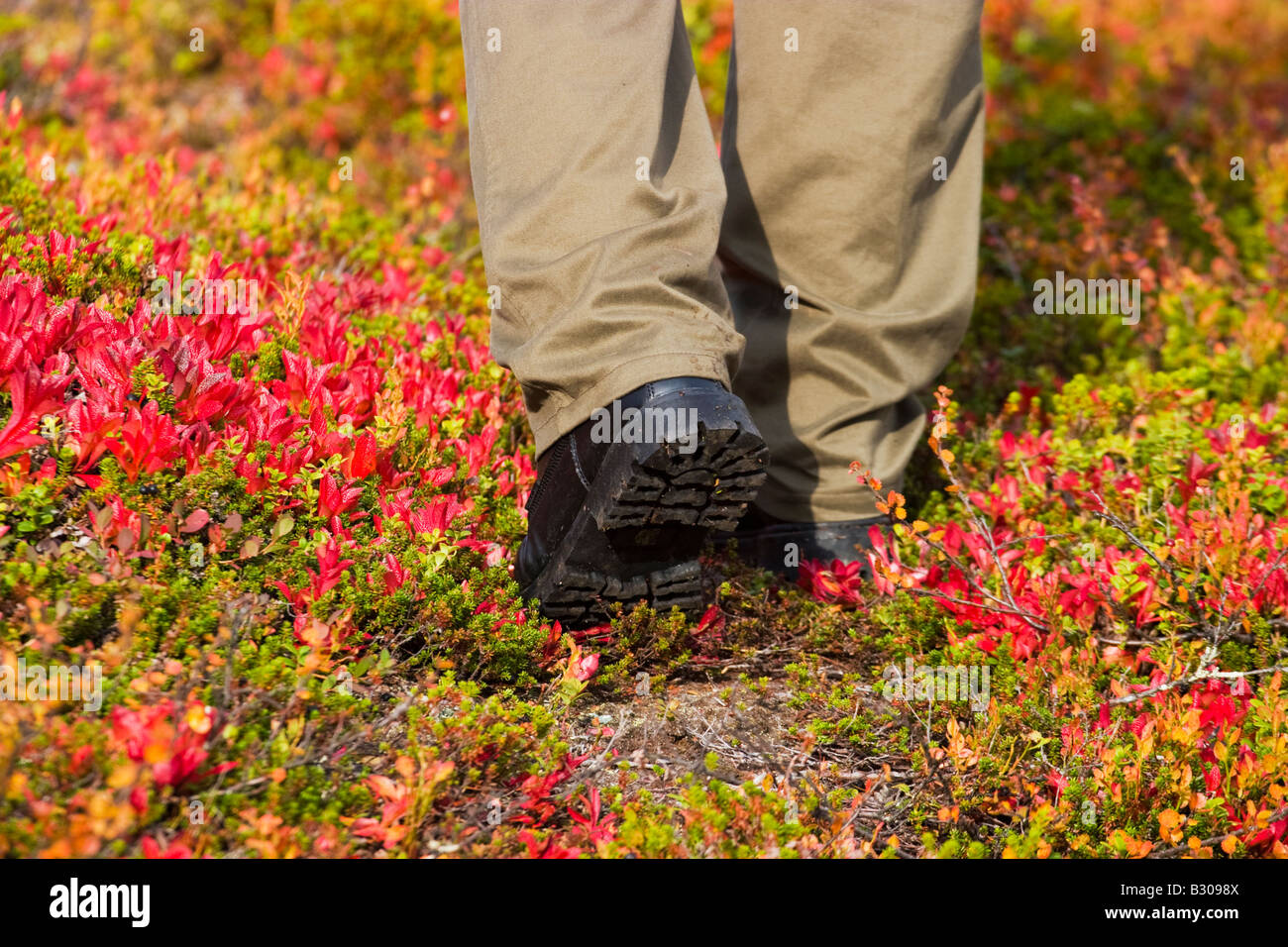 Male person walking on the atumn colored bearberry Stock Photo