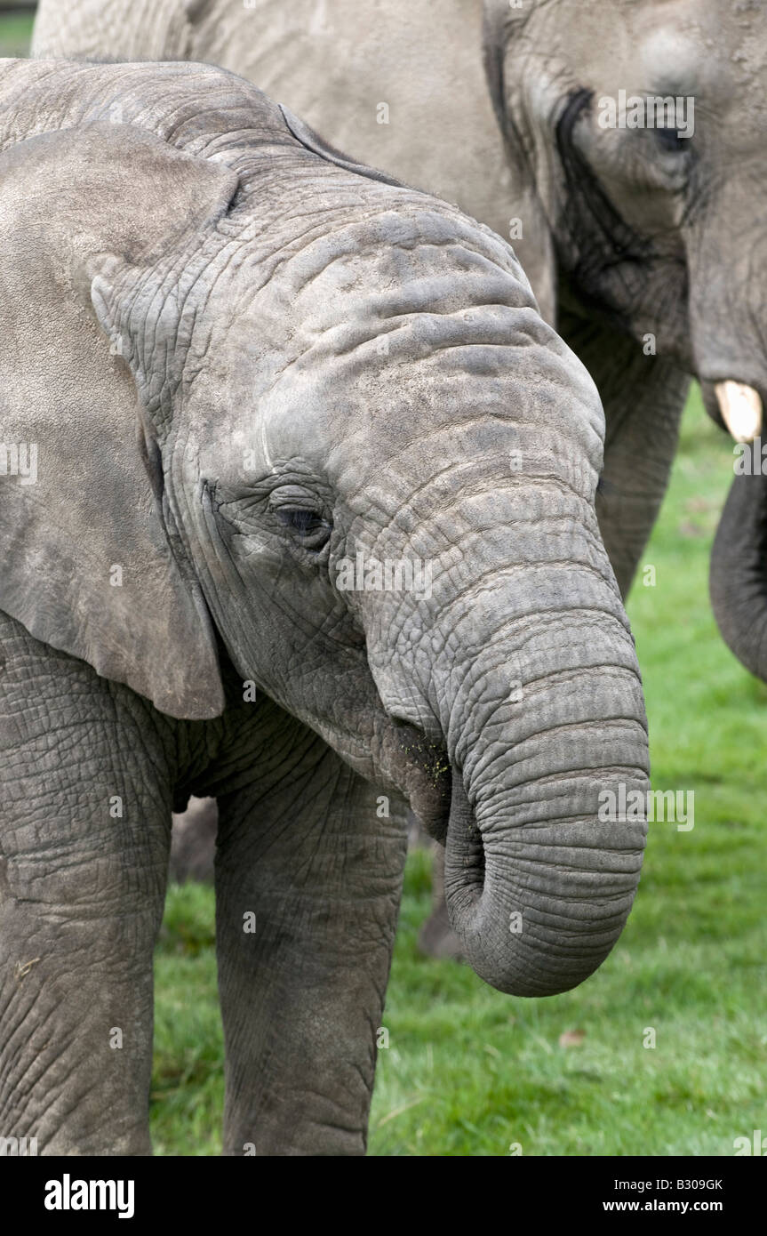 Juvenile African Elephant Stock Photo