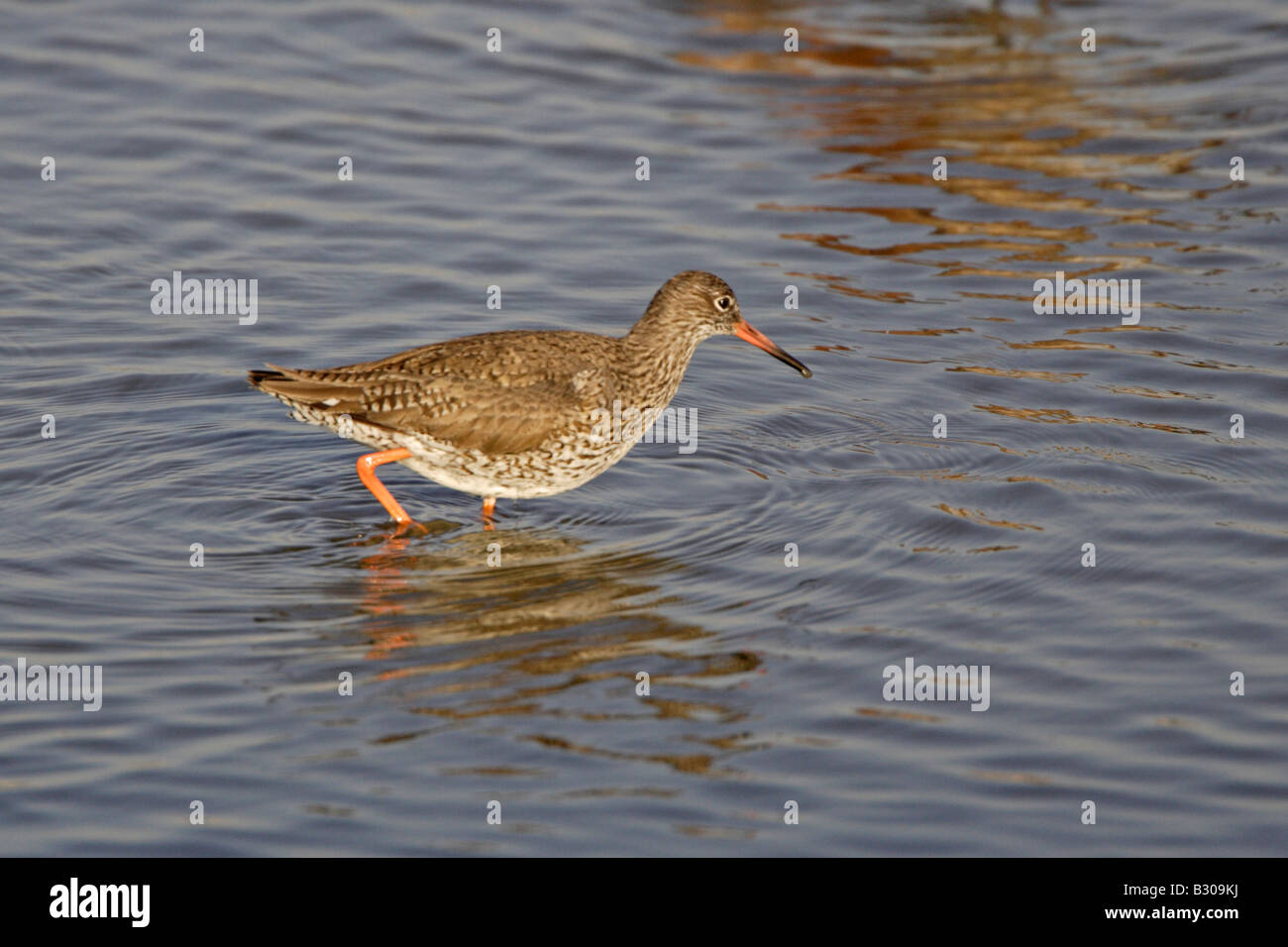 Common Redshank wading at Minsmere Stock Photo