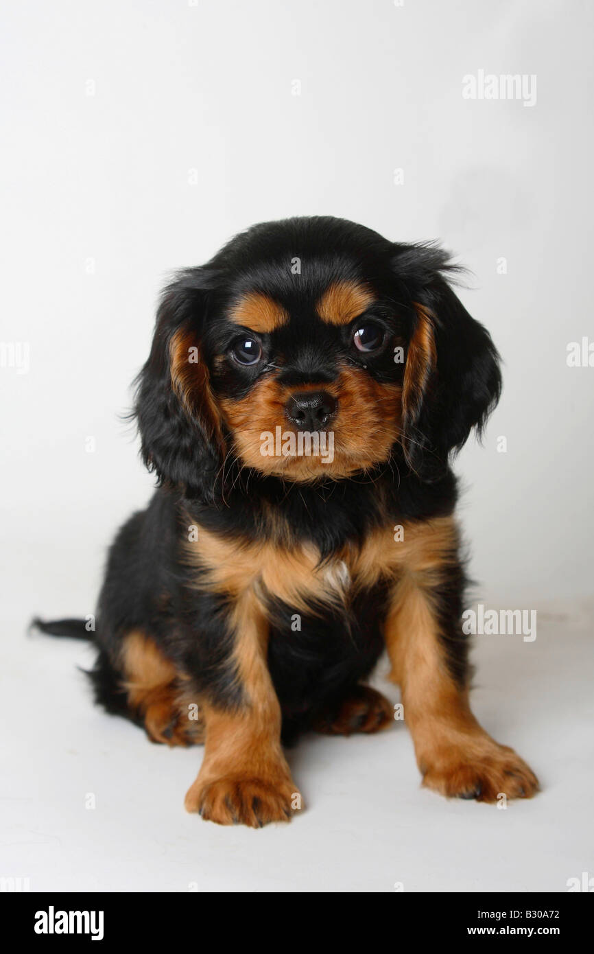 Cavalier King Charles Spaniel puppy black and tan 8 weeks Stock Photo