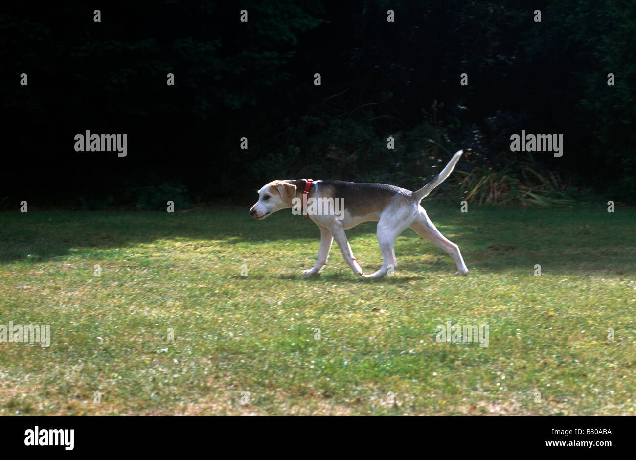 Beagle 5 Months Old Puppy Running In The Garden Stock Photo Alamy