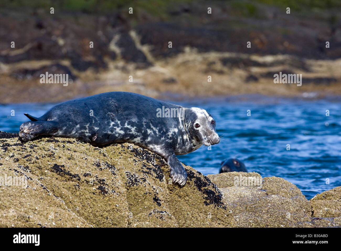 Adult grey seal (Halichoerus grypus) on resting rocks off Isle of May, Firth of Forth, Scotland Stock Photo