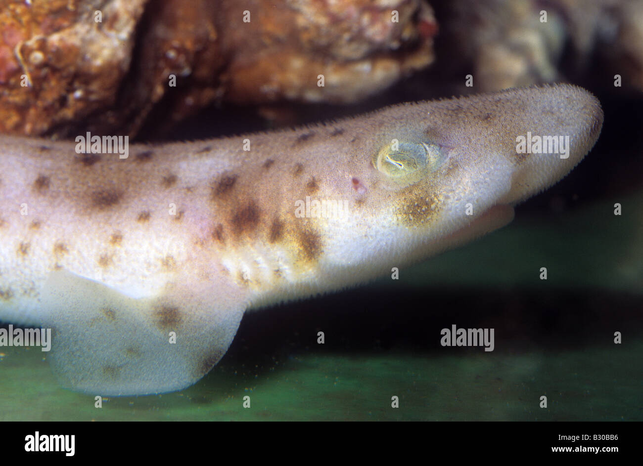 Young Coral Cat Shark, Atelomycterus marmoratus Stock Photo