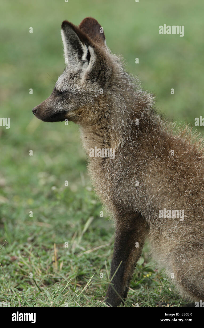 bat eared fox Stock Photo Alamy