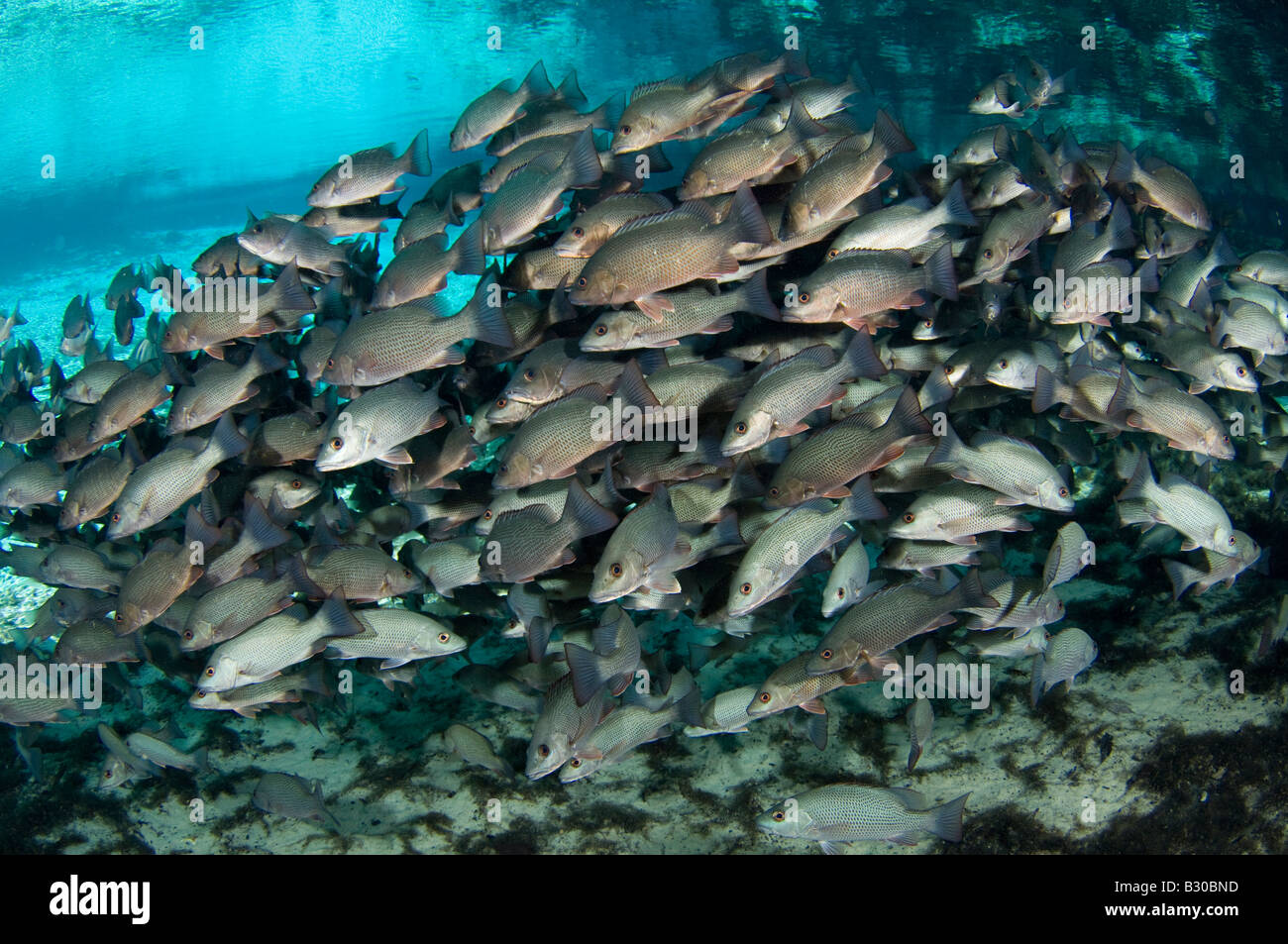 School of Mangrove Snapper Lutjanus griseus in the Three Sisters Spring