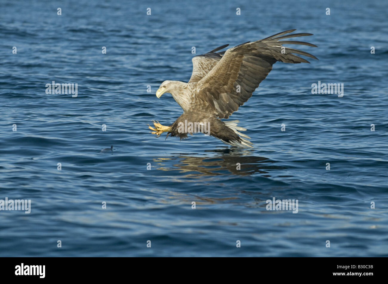 White tailed Sea Eagle (Haliaetus albicilla), adult, approaching catch point Stock Photo