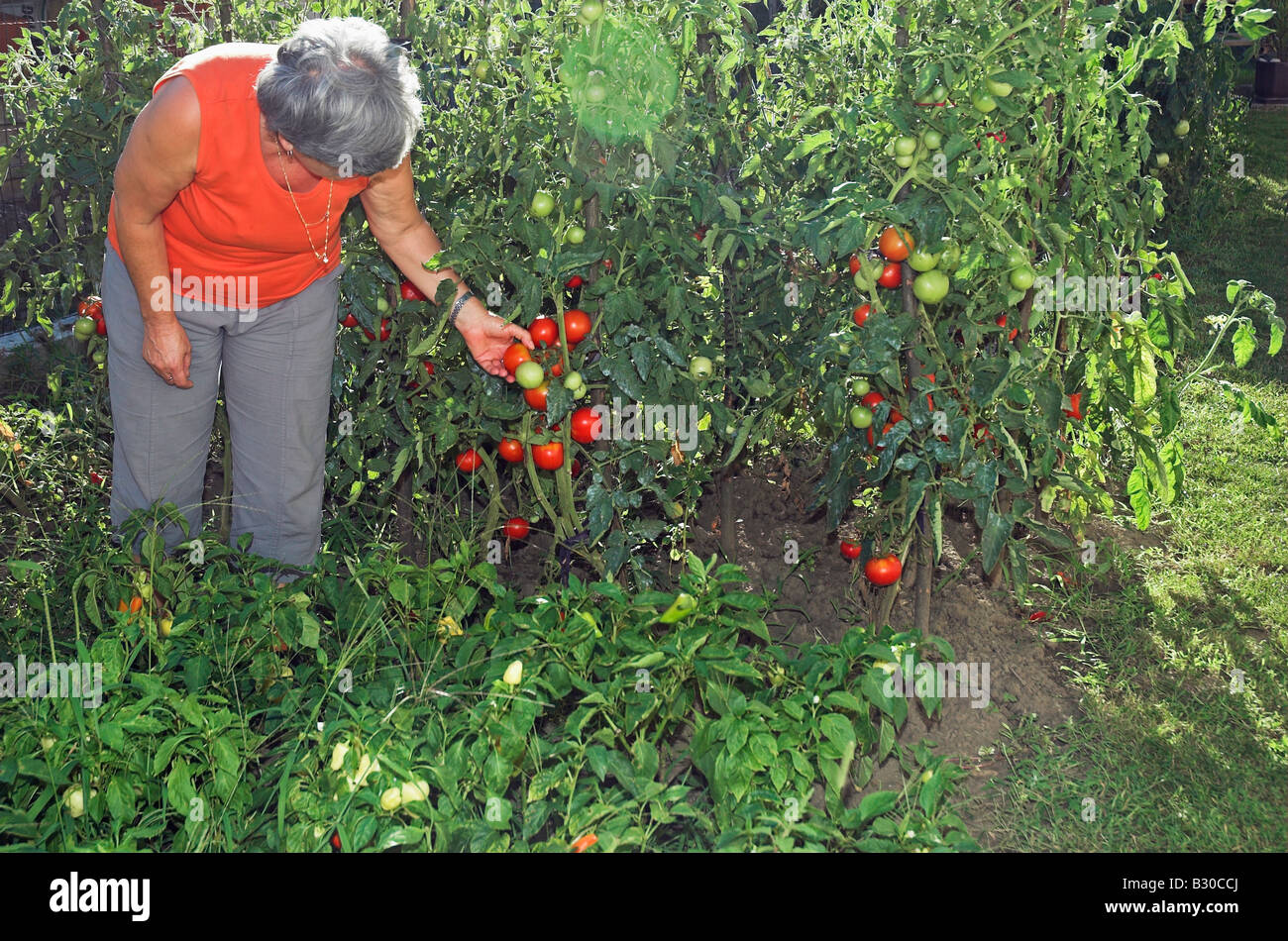 Mature woman picking tomatoes in garden Stock Photo - Alamy