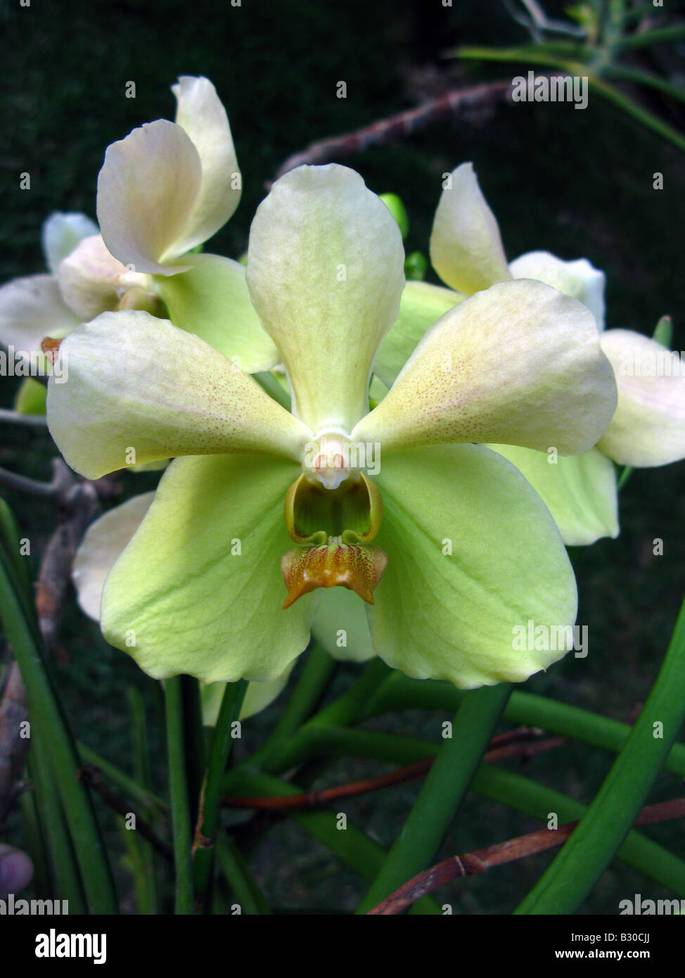 Vanda orchid close up Stock Photo