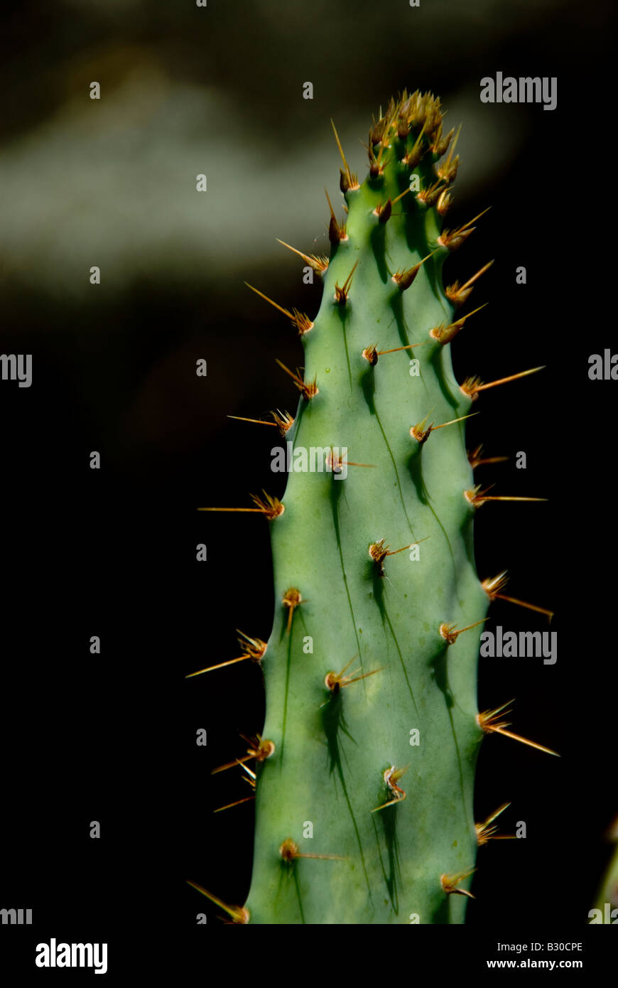 A branch of a cactus against a dark background with orange spikes highlighted Stock Photo