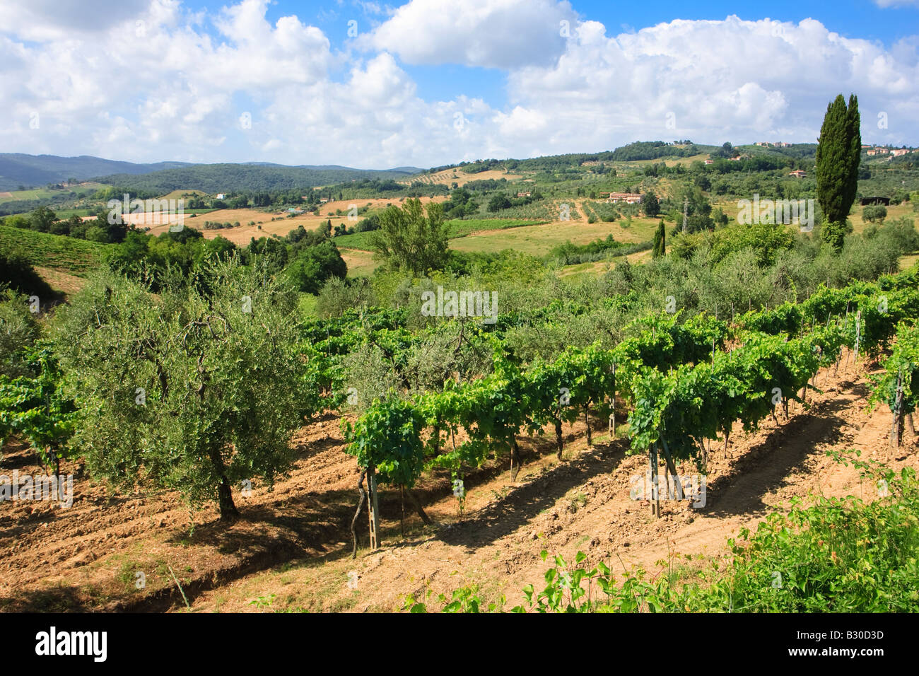 Scenery with Vineyard with rows of plants in the beautiful surroundings
