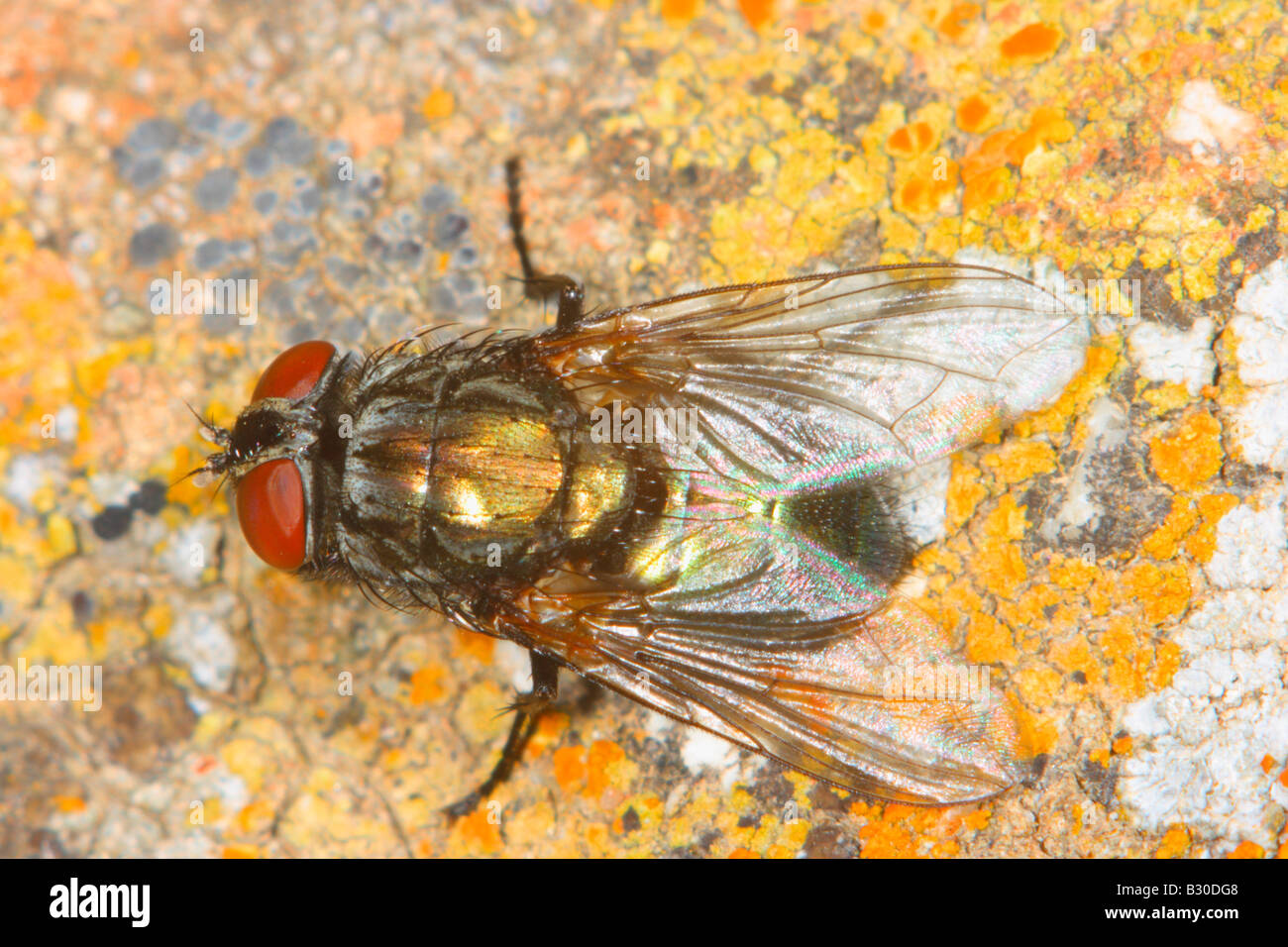 Blow Fly, Family Calliphoridae. On ground with lichens Stock Photo