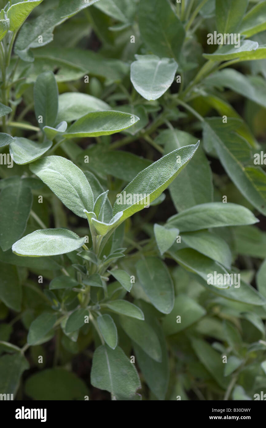 Common sage Salvia officinalis leaves Stock Photo