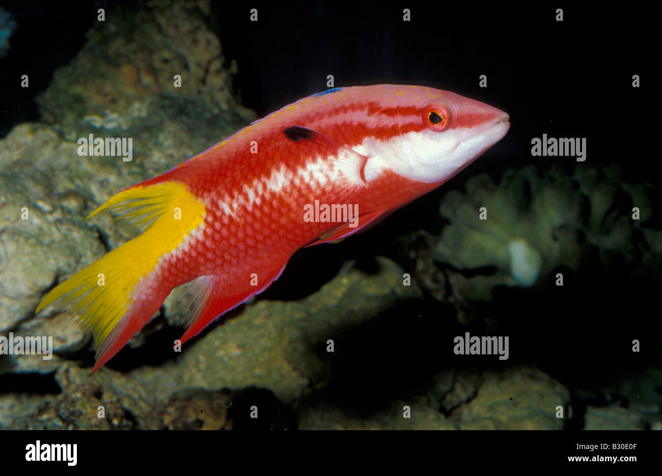 Spotfin hogfish Bodianus pulchellus, Labridae Stock Photo