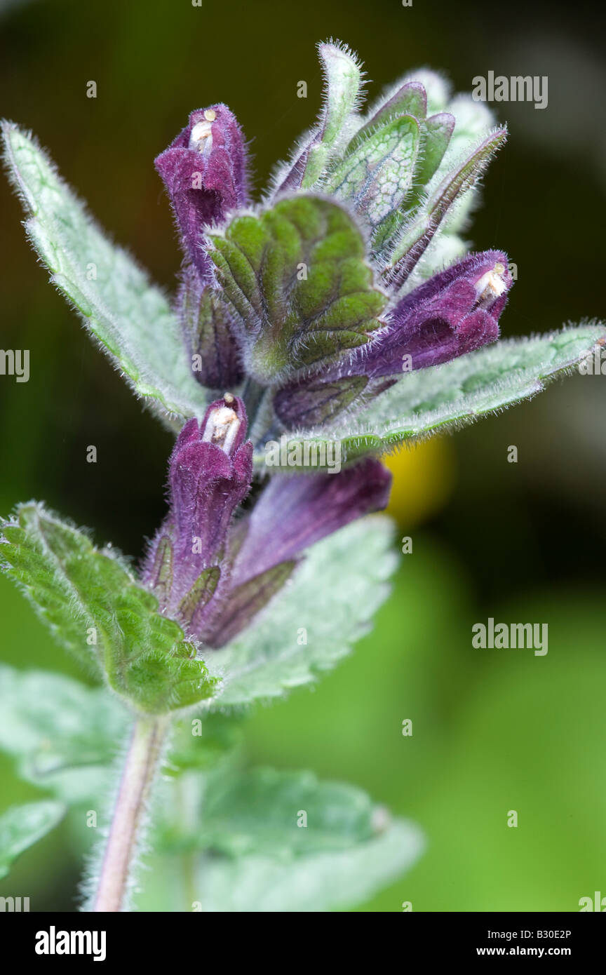 Alpine Bartsia (Bartsia alpina), flower Stock Photo