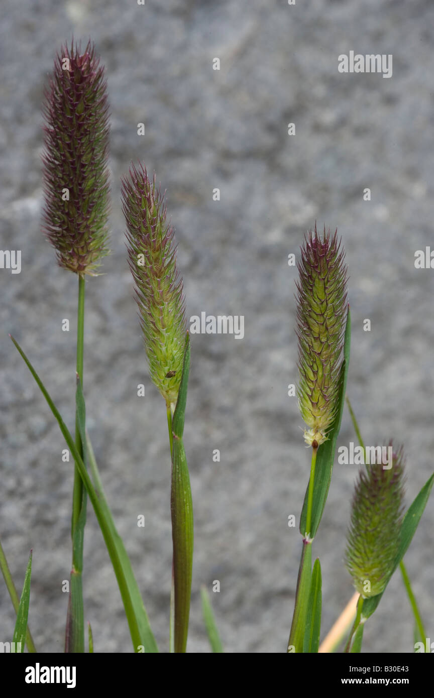Alpine Timothy (Phleum alpinum), grass Stock Photo