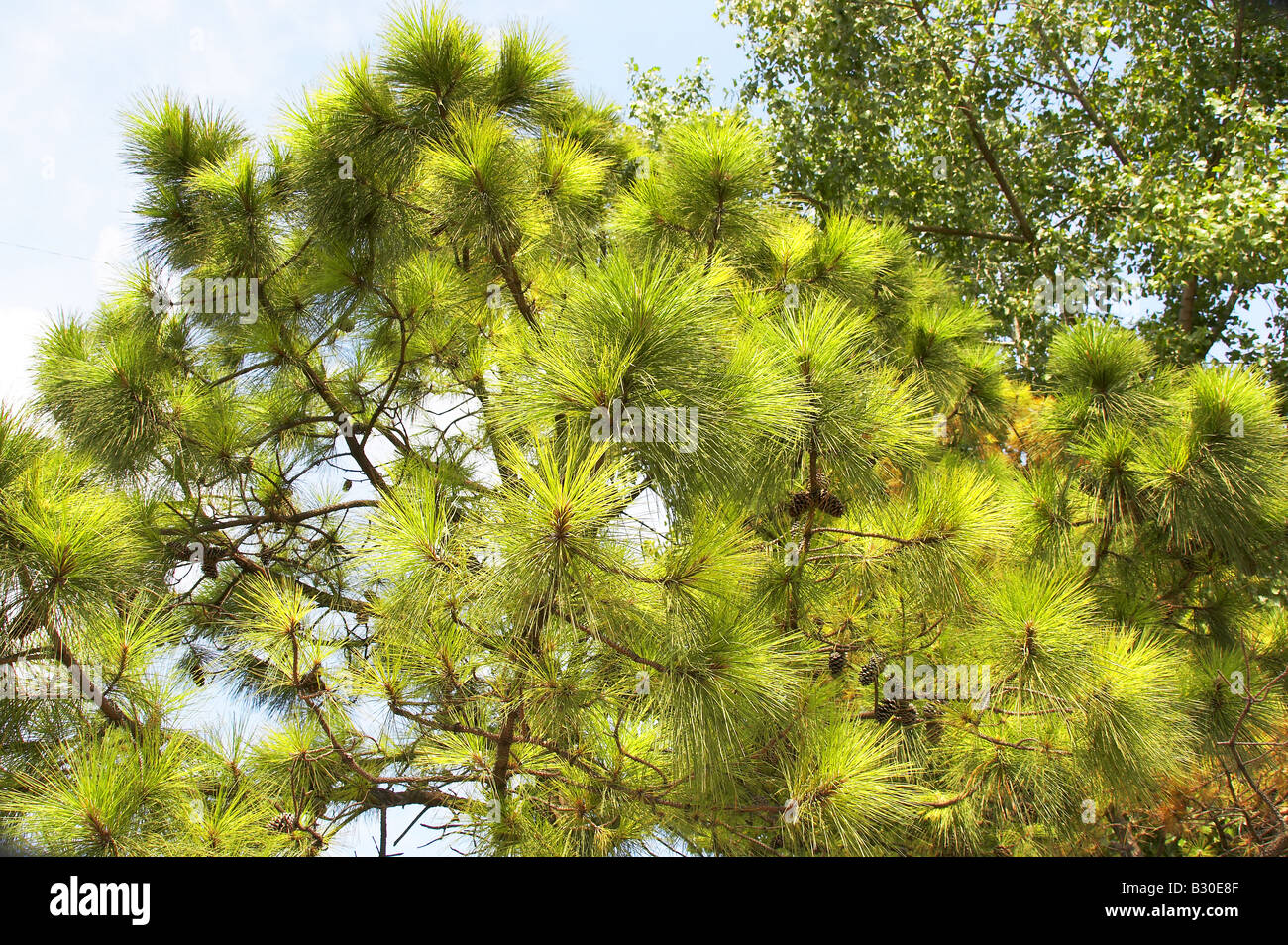 White pine tree michigan hires stock photography and images Alamy