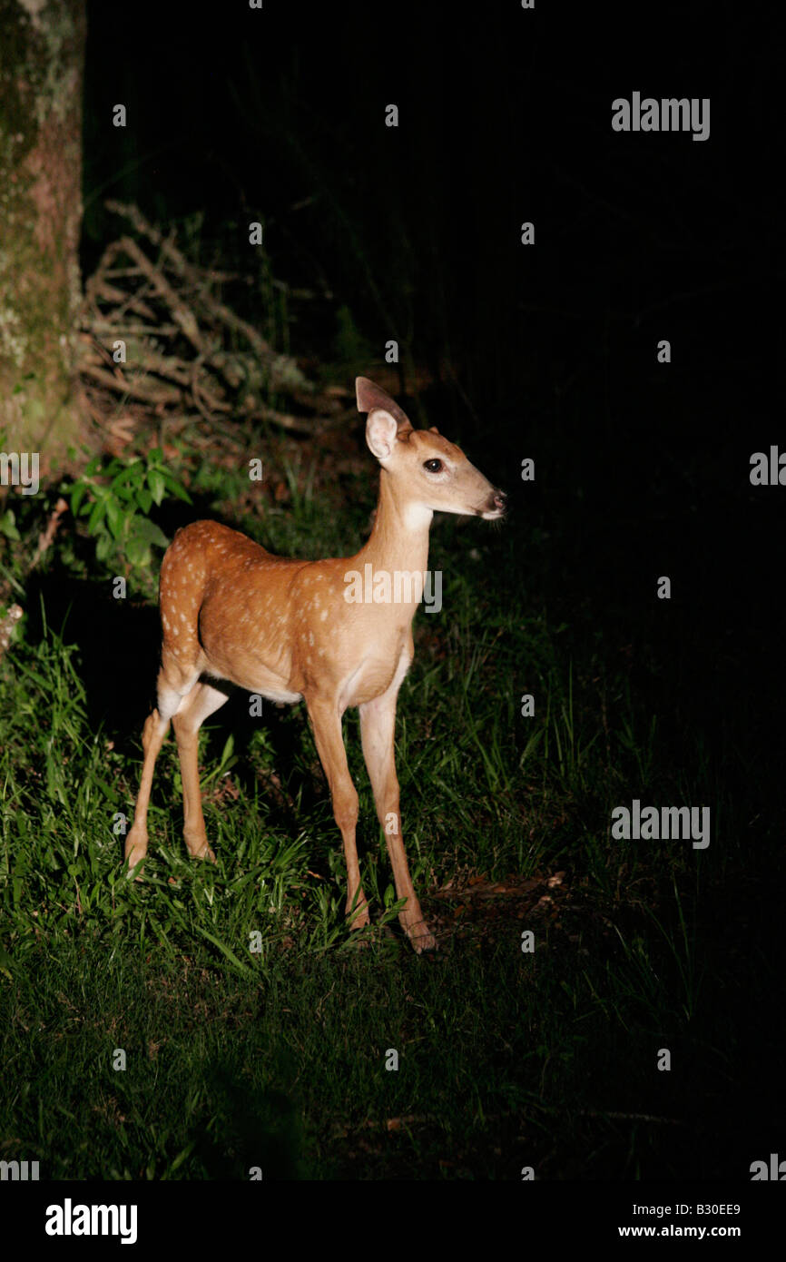 Deer in headlights Stock Photo Alamy