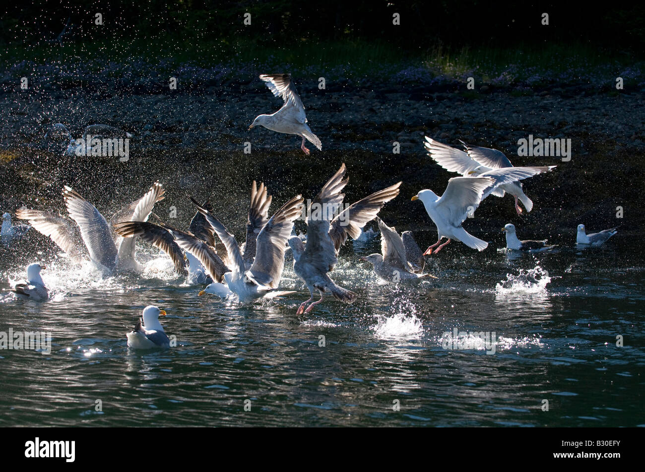 Feeding Gulls, Herring and Great Blackbacked Stock Photo Alamy