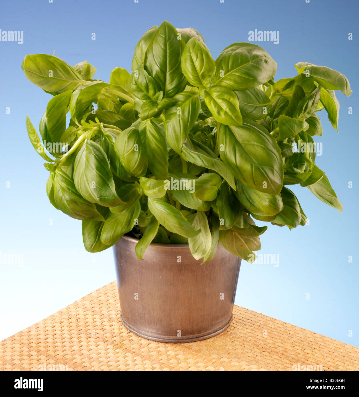 GROWING BASIL IN POT Stock Photo Alamy