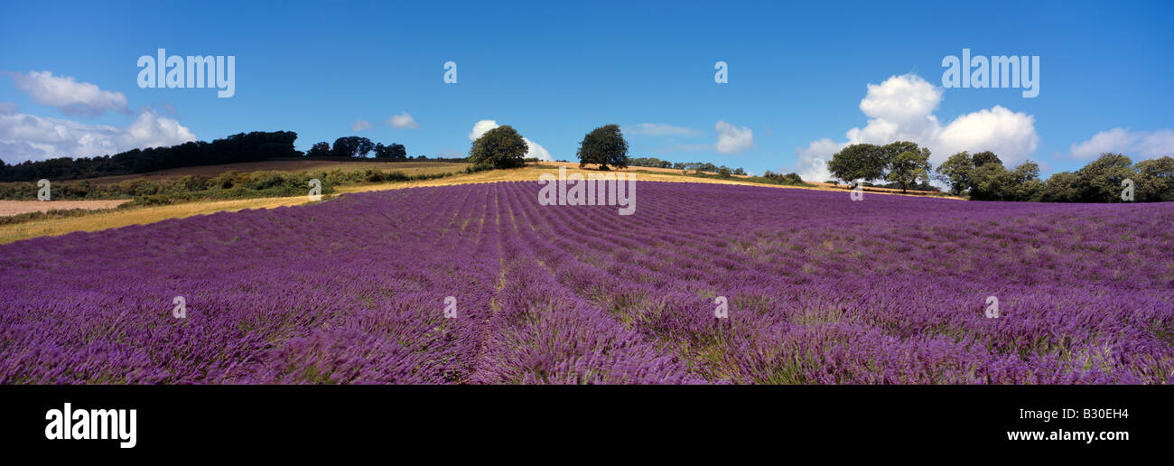 Panoramic view of a lavender field Castle Farm, Shoreham. Stock Photo