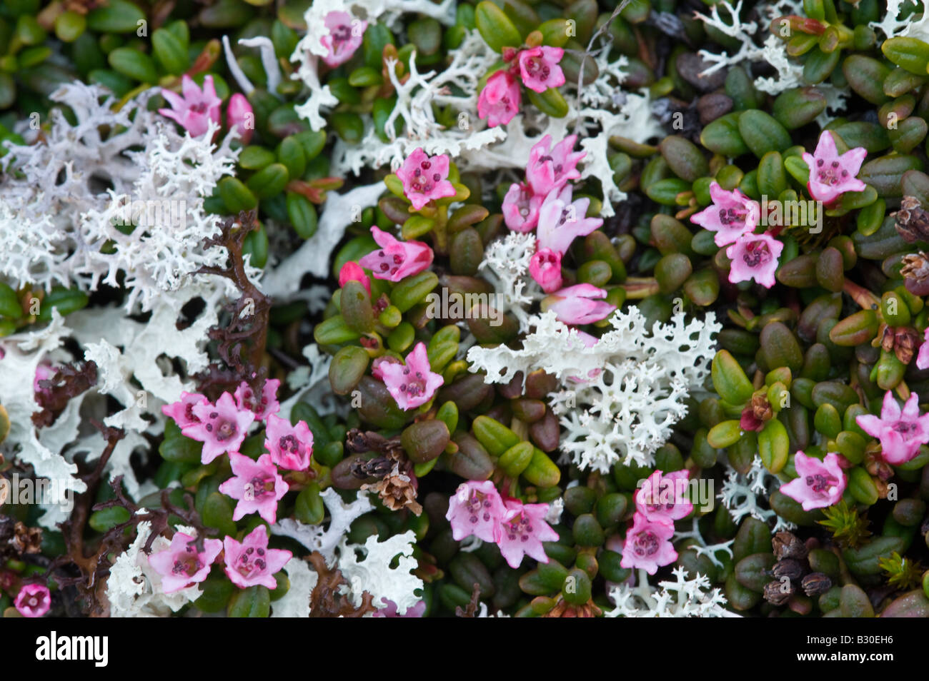 Creeping Azelea, (Loiseleuria procumbens), flowers with Reindeer Moss Stock Photo