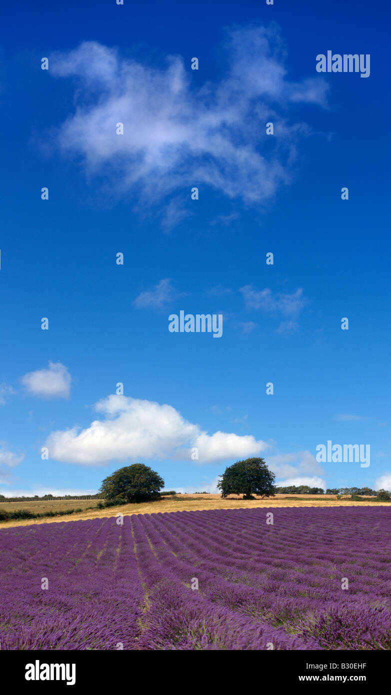 Lavender field Castle Farm, Shoreham, Darenth Valley, Sevenoaks, Kent, England, UK. Stock Photo