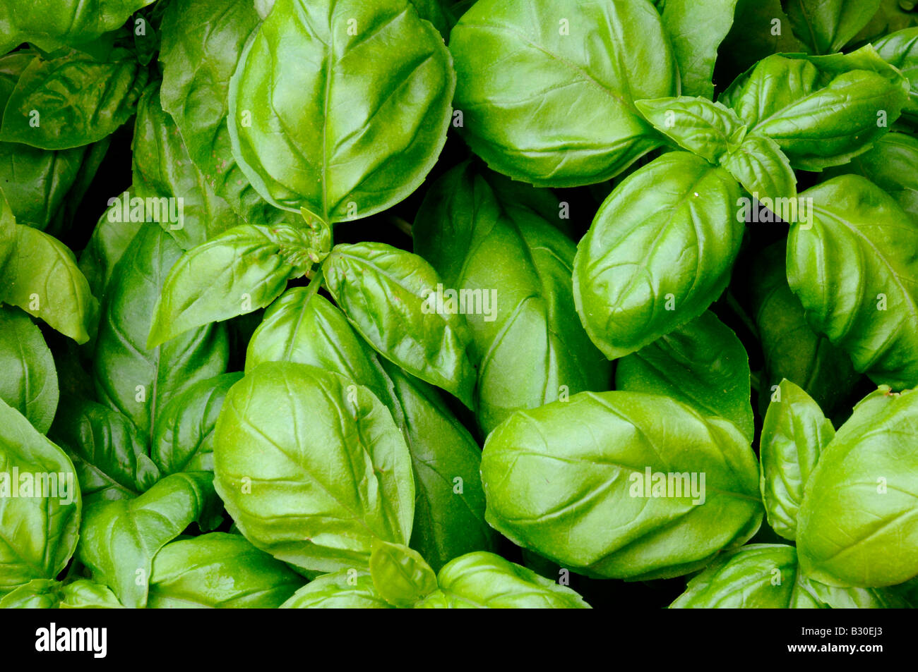 Basil plant fresh green herb plant hires stock photography and images