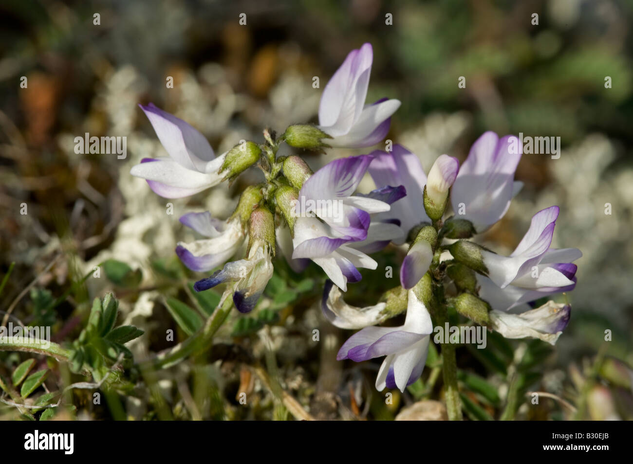 Alpine Milk-vetch (Astragalus alpinus), flowers Stock Photo
