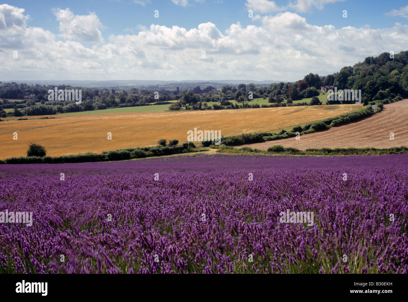 Lavender field uk kent hires stock photography and images Alamy