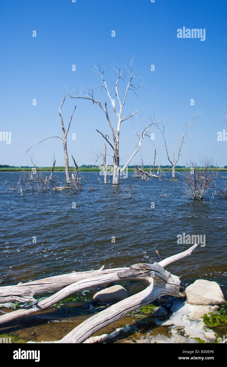 Dead trees in the water of Devils Lake North Dakota USA Stock Photo - Alamy