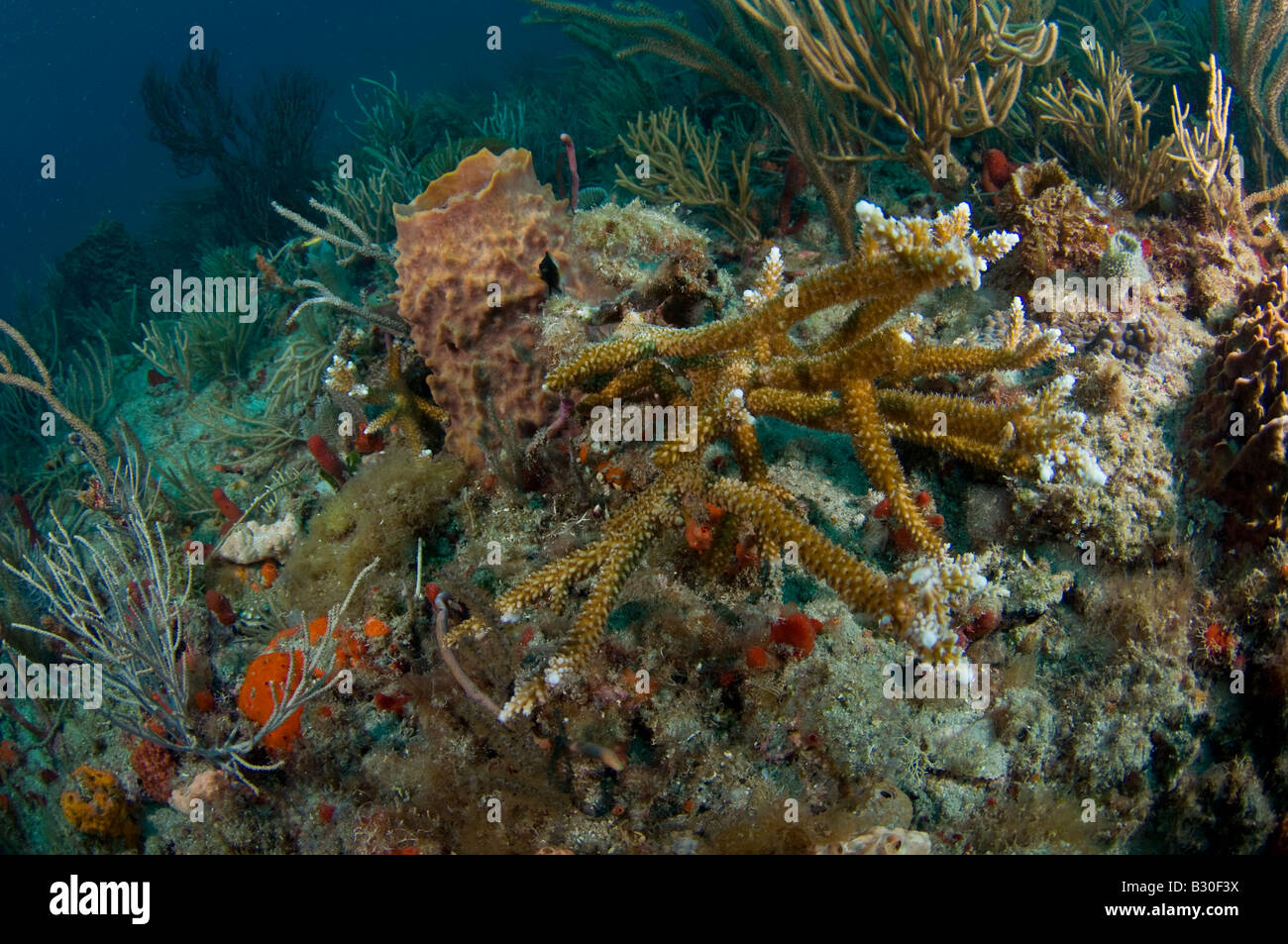 Endangered and protected Staghorn Coral Acropora cervicornis in Palm Beach FL the northernmost point of the species range Stock Photo