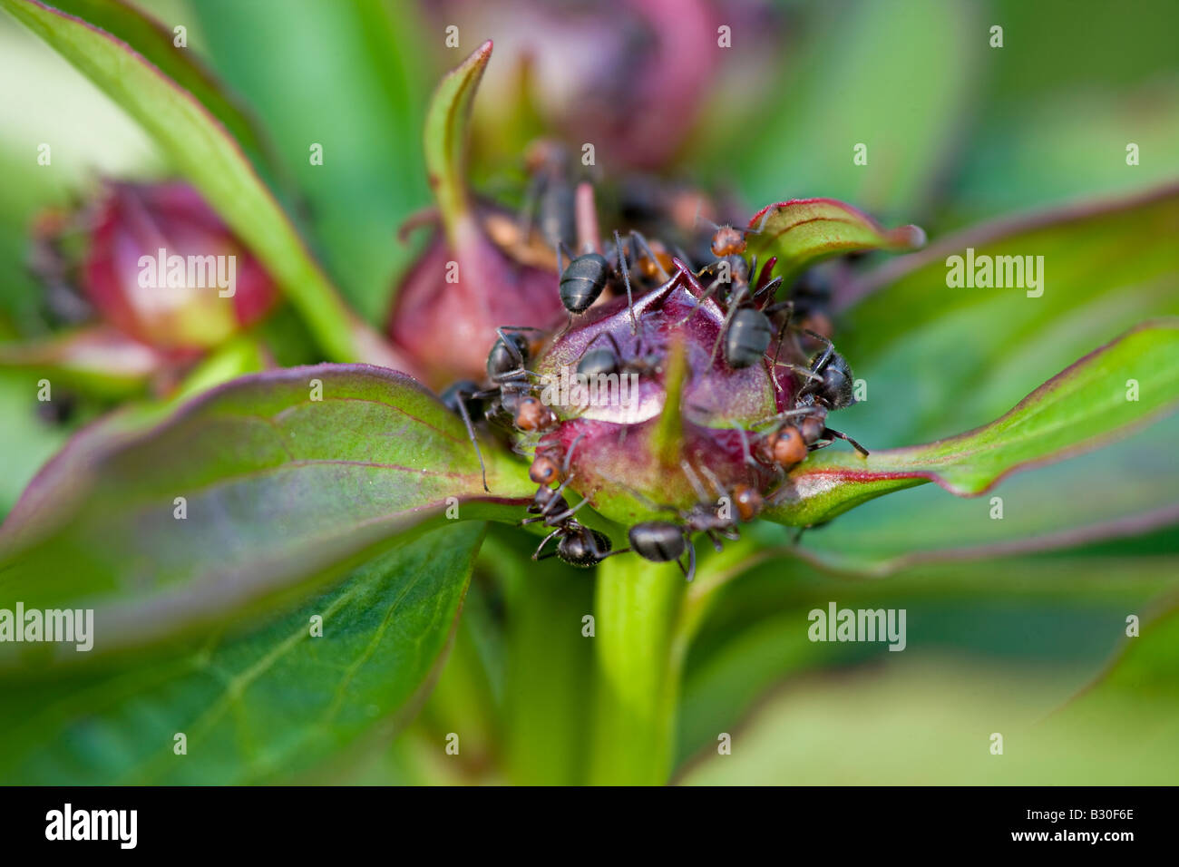 macro of ants opening a peony flower bud Stock Photo
