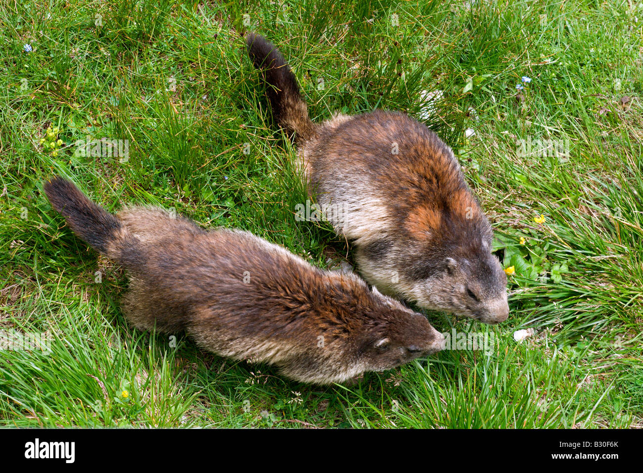 Hohe Tauern National Park: Franz Josefs Höhe Viewpoint: Marmots Stock Photo