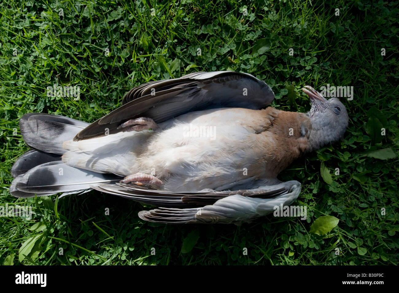 Dead pigeon road hires stock photography and images Alamy