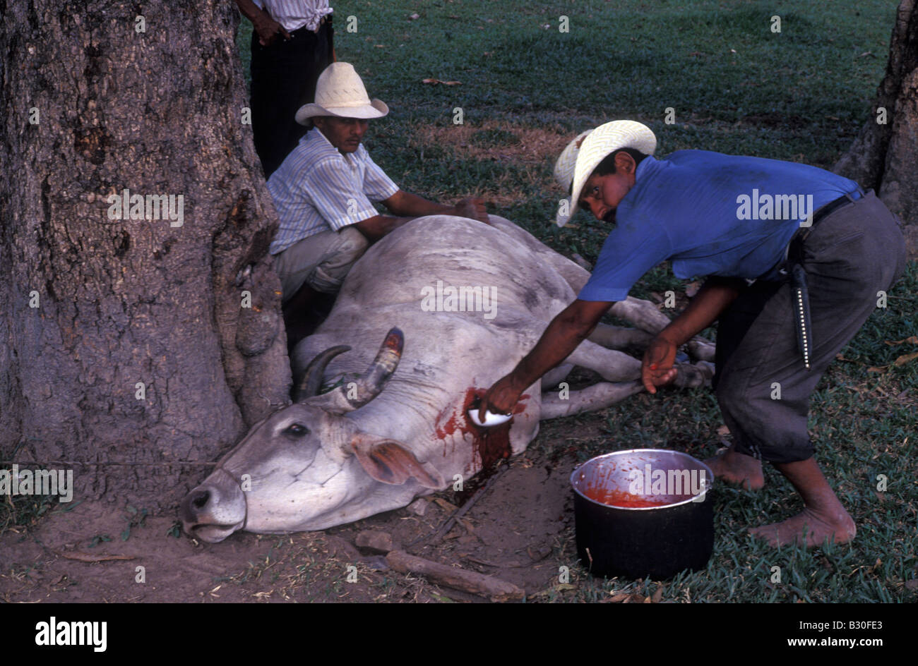 Bleeding a misbehaved calf to death Llanos of Casanare Colombia Stock Photo