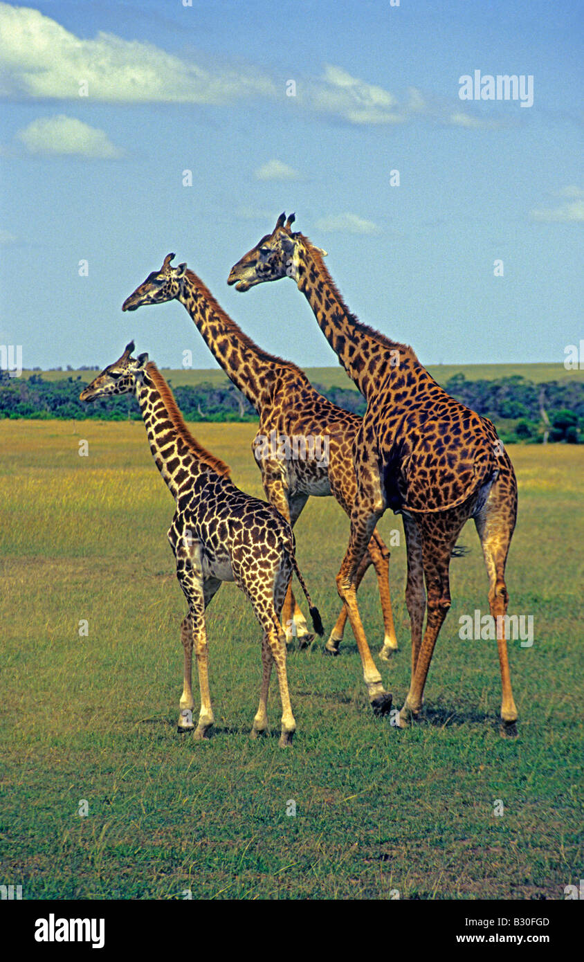 Masaai giraffe, (Giraffa camelopardalis tippelskirchi) Masaai Mara Reserve, Kenya Stock Photo